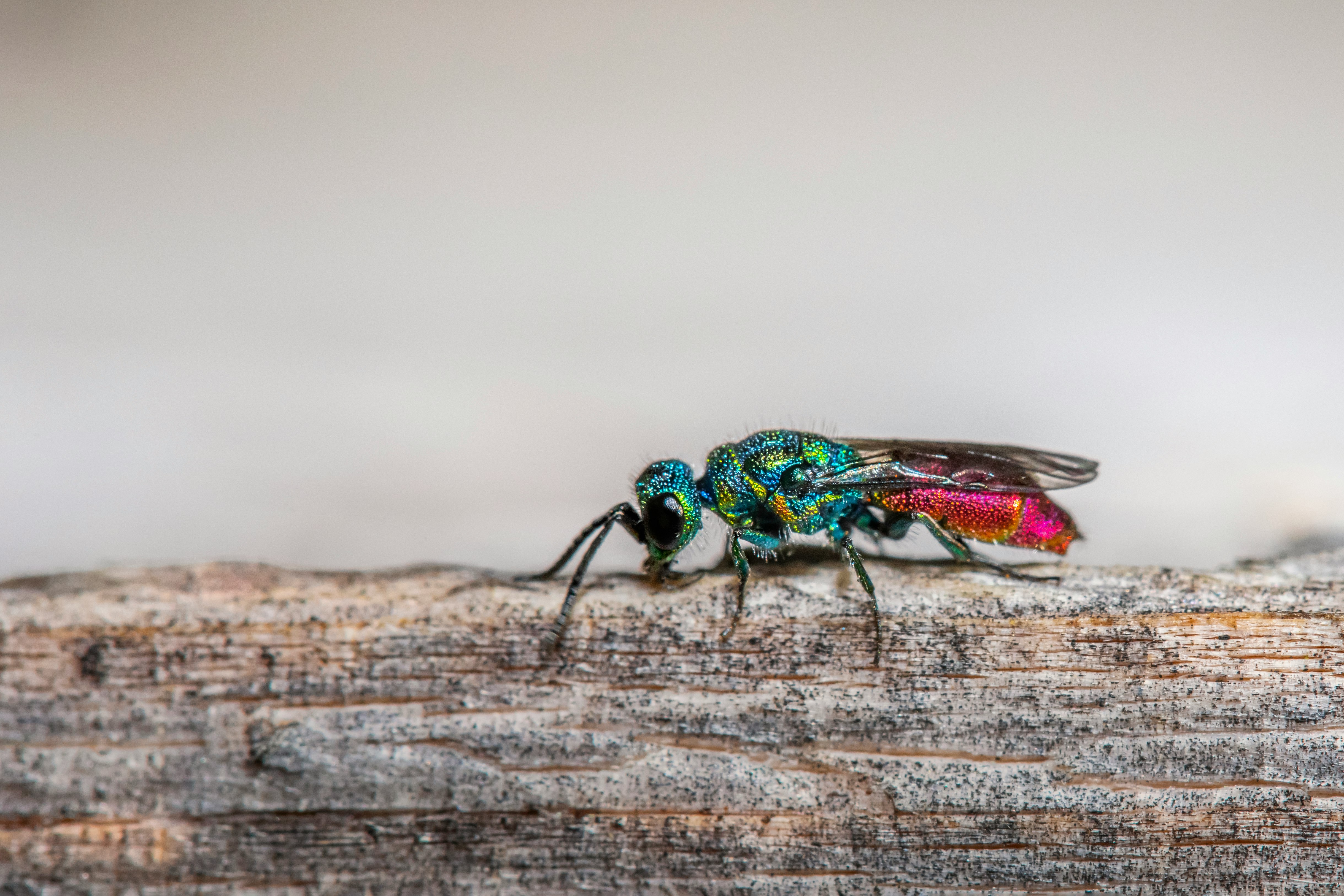 green and black fly on brown wood